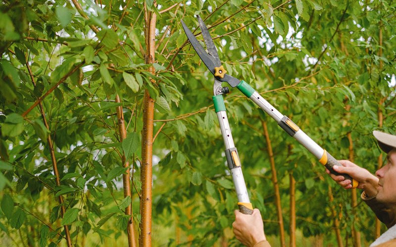 Tree trimming in Cairnbrook, PA